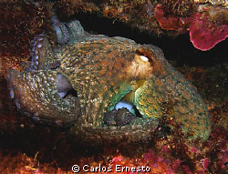 Octopus vulgaris. Olympus c-7070 and Ys-60 strb by Carlos Ernesto 
